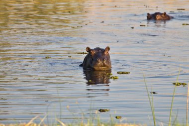  Su aygırı, su aygırı amphibius, Okavango, Botsvana