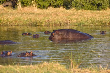  Su aygırı, su aygırı amphibius, Okavango, Botsvana