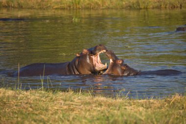 Genç su aygırı, su aygırı amphibius, Okavango, Botsvana savaşır