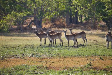 Güney lechwe, Kobus leche, delta Okavango, Botsvana