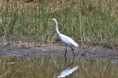 Casmerodius albus, büyük ak balıkçıl, Milli Parkı Moremi, Botsvana