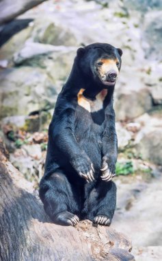 the Malayan sun bear, Helarctos malayanus, is the smallest bear clipart