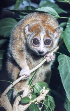 Slow Loris, Nycticebus coucang, is a nightmare mammal with big eyes clipart