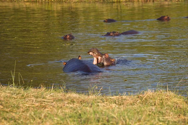Vecht Jonge Nijlpaard Hippopotamus Amphibius Okavango Botswana — Stockfoto