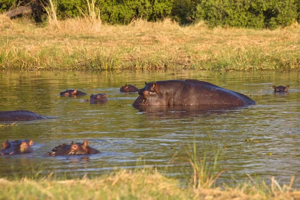 Hippopotamus Hippopotamus Amphibius Okavango Botswana —  Fotos de Stock