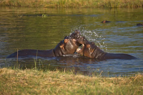 Lucha Contra Joven Hippopotamus Hippopotamus Amphibius Okavango Botswana —  Fotos de Stock