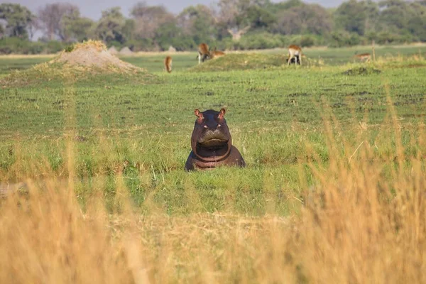 Ameaçador Macho Hippopotamus Hippopotamus Amphibius Okavango Botswana — Fotografia de Stock