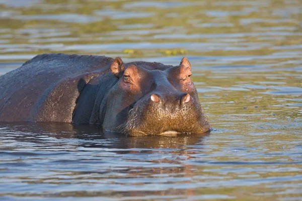 Бегемот Бегемот Amphibius Окаванго Ботсвани — стокове фото