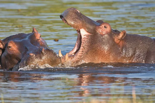 Bekämpft Junge Flusspferde Flusspferde Amphibien Okavango Botswana — Stockfoto