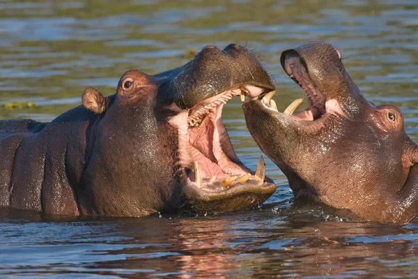 Lucha Contra Joven Hippopotamus Hippopotamus Amphibius Okavango Botswana —  Fotos de Stock