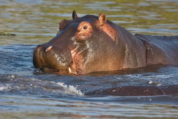 Genç Aygırı Aygırı Amphibius Okavango Botsvana Savaşır — Stok fotoğraf