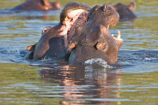 Walki Młodych Hipopotam Hippopotamus Amphibius Okavango Botswana — Zdjęcie stockowe