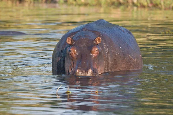 Hipopotam Nilowy Hippopotamus Amphibius Okavango Botswana — Zdjęcie stockowe