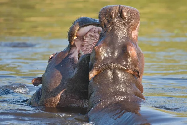 Bojuje Mladý Hroch Hippopotamus Amphibius Okavango Botswana — Stock fotografie