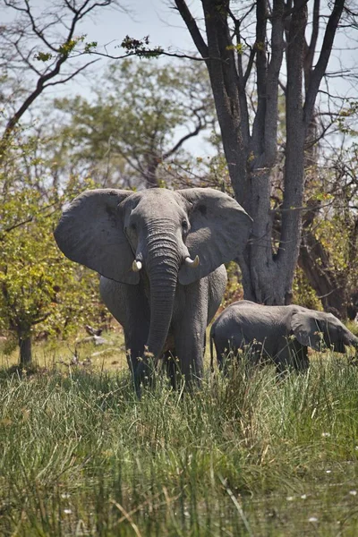 Одинокий Слон Loxodonta Africana Национальный Парк Moremi Ботсвана — стоковое фото