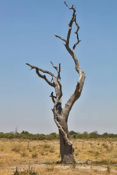 lone dry tree,national park Moremi, Botswana