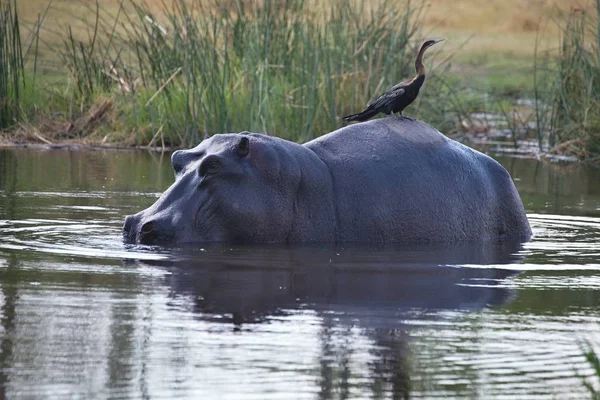 Afryki Darter Anhinga Rufa Siedząc Tyłu Hipopotam Hippopotamus Amphibius Park — Zdjęcie stockowe