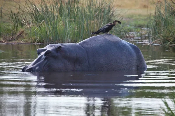 Afryki Darter Anhinga Rufa Siedząc Tyłu Hipopotam Hippopotamus Amphibius Park — Zdjęcie stockowe