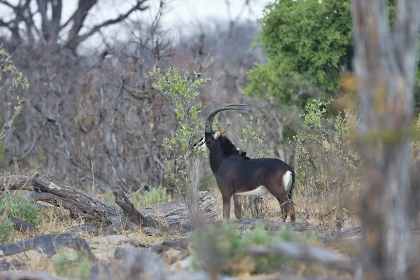 Sabelantilope Hippotragus Niger Nationaalpark Moremi Botswana — Stockfoto