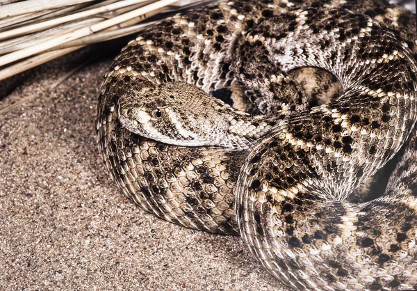 Nagy Veszélyes Amerikai Diamondback Csörgőkígyó Csörgőkígyó — Stock Fotó