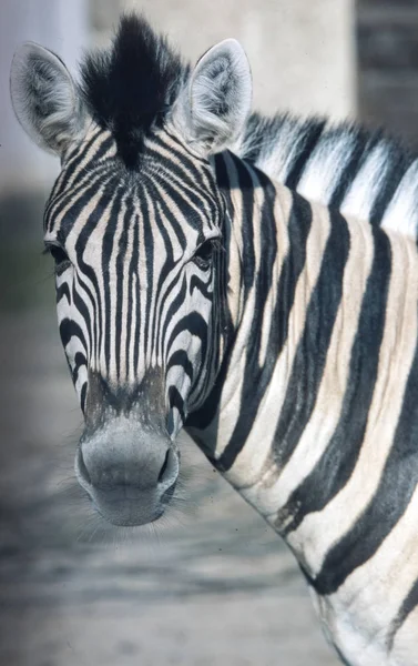 Grant Zebra Equus Quagga Boehmi Has Distinctive Coloring — Stock Photo, Image