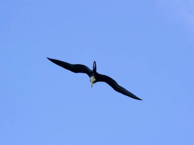 Kadın muhteşem frigatebird uçan, Fregata magnificens, Santa Cruz, Galapagos, Ecuador