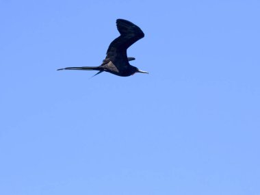Erkek muhteşem frigatebird uçan, Fregata magnificens, Santa Cruz, Galapagos, Ecuador