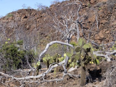 Manzara Baltra adada lav taşlar, Galapagos, Ekvador oluşur