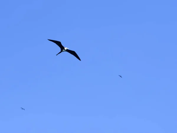 飞行女性壮观的 Frigatebird Fregata Magnificens 圣克鲁斯 加拉帕戈斯群岛 厄瓜多尔 — 图库照片