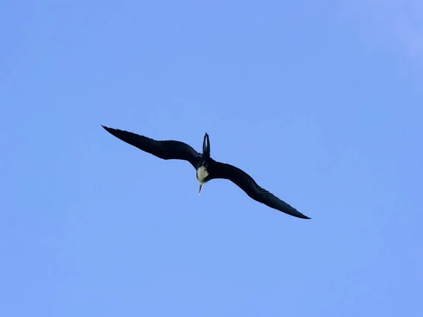 여성의 Frigatebird Fregata Magnificens 크루스 갈라파고스 에콰도르 — 스톡 사진