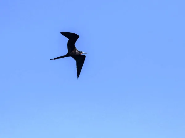 飞行男性壮观的 Frigatebird Fregata Magnificens 圣克鲁斯 加拉帕戈斯群岛 厄瓜多尔 — 图库照片