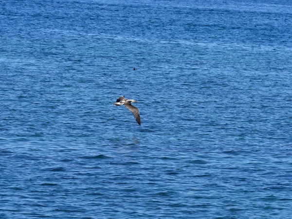 Flying Young Blue Footed Booby Sula Nebouxii Excisa Santa Cruz — Foto de Stock