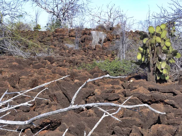 Paisaje Isla Baltra Compone Piedras Lava Galápagos Ecuador —  Fotos de Stock