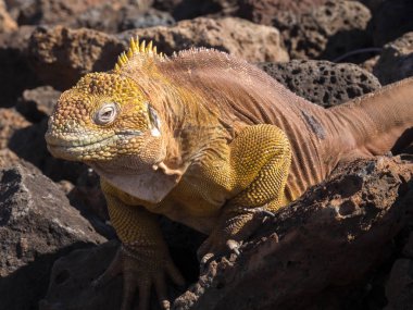 Bir büyük erkek Galapagos arazi Iguana, Conolophus subcristatus, Baltra Adası, portresi Galapagos