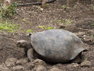 Galapagos dev kaplumbağa, Chelonoidis chathamensis merkezinin, Centro de Crianza de taşlık arazide Tortugas, San Cristobal, Glapagos, Ecuador