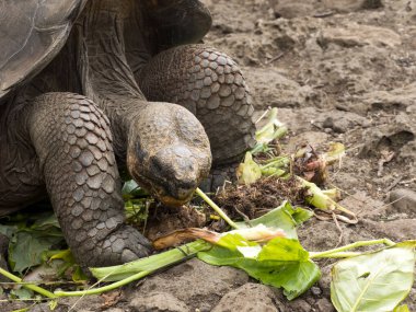 Galapagos dev kaplumbağa, Chelonoidis chathamensis merkezinin, Centro de Crianza de taşlık arazide Tortugas, San Cristobal, Glapagos, Ecuador