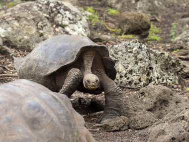 Galapagos dev kaplumbağa, Chelonoidis chathamensis merkezinin, Centro de Crianza de taşlık arazide Tortugas, San Cristobal, Glapagos, Ecuador