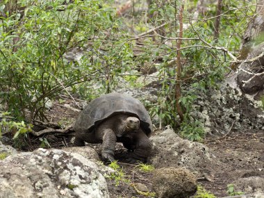 Galapagos dev kaplumbağa, Chelonoidis chathamensis merkezinin, Centro de Crianza de taşlık arazide Tortugas, San Cristobal, Glapagos, Ecuador