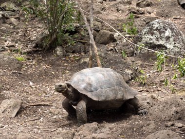Galapagos dev kaplumbağa, Chelonoidis chathamensis merkezinin, Centro de Crianza de taşlık arazide Tortugas, San Cristobal, Glapagos, Ecuador