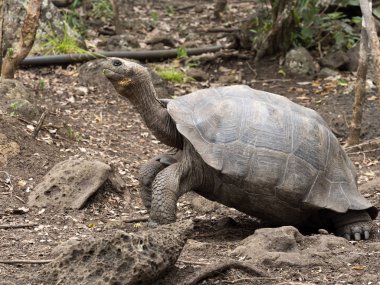 Galapagos dev kaplumbağa, Chelonoidis chathamensis merkezinin, Centro de Crianza de taşlık arazide Tortugas, San Cristobal, Glapagos, Ecuador