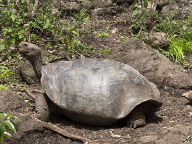 Galapagos dev kaplumbağa, Chelonoidis chathamensis merkezinin, Centro de Crianza de taşlık arazide Tortugas, San Cristobal, Glapagos, Ecuador