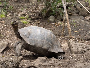 Galapagos dev kaplumbağa, Chelonoidis chathamensis merkezinin, Centro de Crianza de taşlık arazide Tortugas, San Cristobal, Glapagos, Ecuador