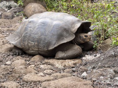 Galapagos dev kaplumbağa, Chelonoidis chathamensis merkezinin, Centro de Crianza de taşlık arazide Tortugas, San Cristobal, Glapagos, Ecuador
