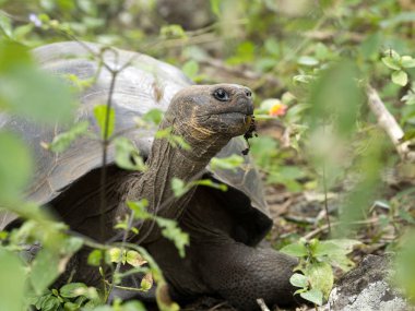 Galapagos dev kaplumbağa, Chelonoidis chathamensis merkezinin, Centro de Crianza de taşlık arazide Tortugas, San Cristobal, Glapagos, Ecuador