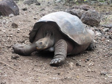 Galapagos dev kaplumbağa, Chelonoidis chathamensis merkezinin, Centro de Crianza de taşlık arazide Tortugas, San Cristobal, Glapagos, Ecuador