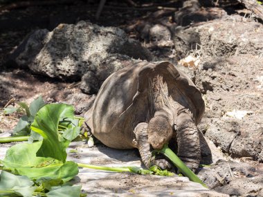 Galapagos dev kaplumbağa, Chelonoidis hoodensis, Charles Darwin İstasyonu Puerto Ayora, Santa Cruz, Glapagos, Ecuador