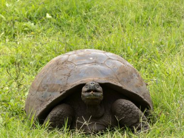 Galapagos dev kaplumbağa, Chelonoidis n. porteri, rezervasyon Chato, Santa Cruz, Glapagos, Ecuador