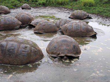 Galapagos dev kaplumbağa, Chelonoidis n. porteri, çamurlu Reservoir Chato, Santa Cruz, Glapagos, Ecuador 
