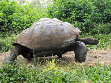 Galapagos dev kaplumbağa, Chelonoidis n. porteri, rezervasyon Chato, Santa Cruz, Glapagos, Ecuador