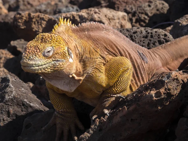 Portrait Large Male Galapagos Land Iguana Conolophus Subcristatus Baltra Island — Stock Photo, Image